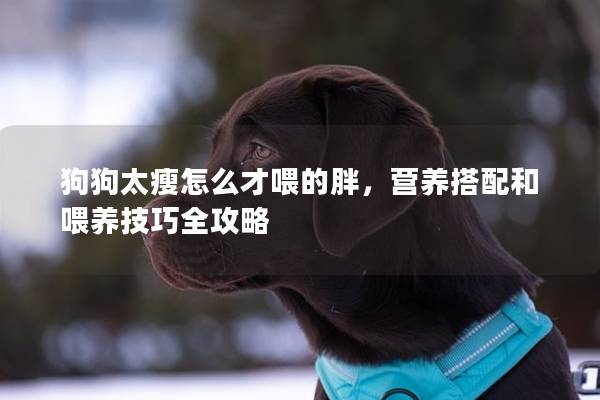 狗狗太瘦怎么才喂的胖，營養(yǎng)搭配和喂養(yǎng)技巧全攻略