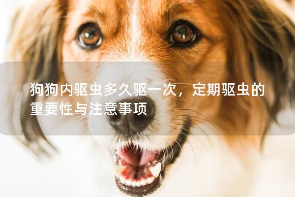 狗狗內驅蟲多久驅一次，定期驅蟲的重要性與注意事項