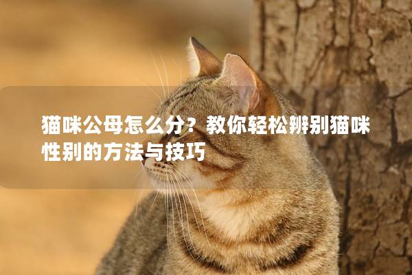 貓咪公母怎么分？教你輕松辨別貓咪性別的方法與技巧