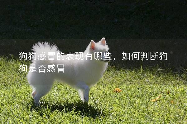狗狗感冒的表現(xiàn)有哪些,如何判斷狗狗是否感冒 狗狗感冒的表現(xiàn)有哪些,如何判斷狗狗是否感冒