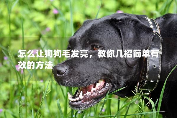 怎么讓狗狗毛發亮，教你幾招簡單有效的方法