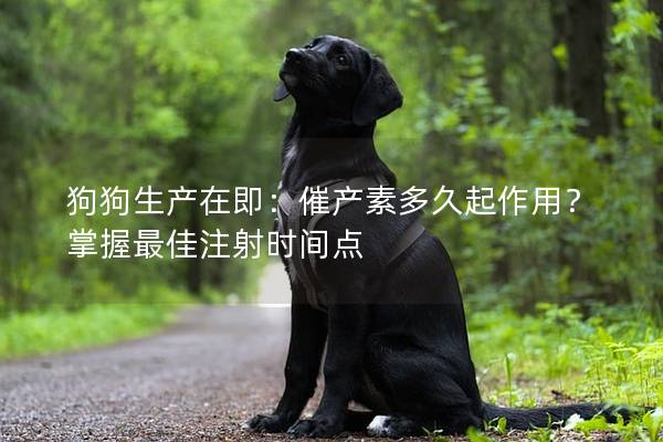 狗狗生產(chǎn)在即：催產(chǎn)素多久起作用？掌握最佳注射時(shí)間點(diǎn)
