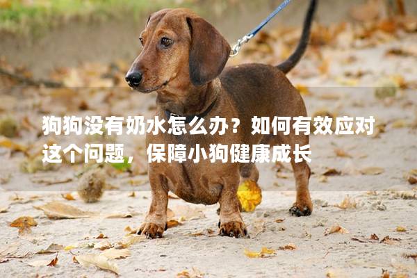 狗狗沒有奶水怎么辦？如何有效應對這個問題，保障小狗健康成長