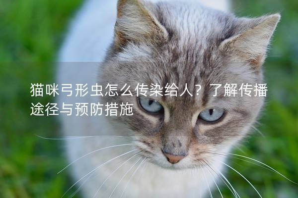 貓咪弓形蟲怎么傳染給人？了解傳播途徑與預(yù)防措施