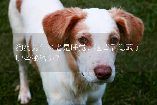 狗狗為什么老是睡覺，這背后隱藏了哪些秘密呢？