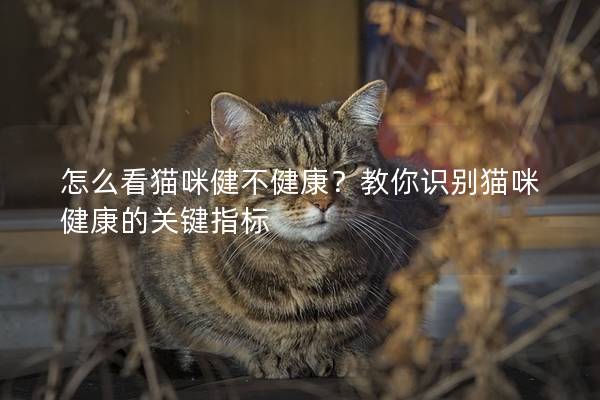 怎么看貓咪健不健康？教你識別貓咪健康的關(guān)鍵指標(biāo)