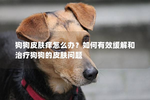 狗狗皮膚癢怎么辦？如何有效緩解和治療狗狗的皮膚問題