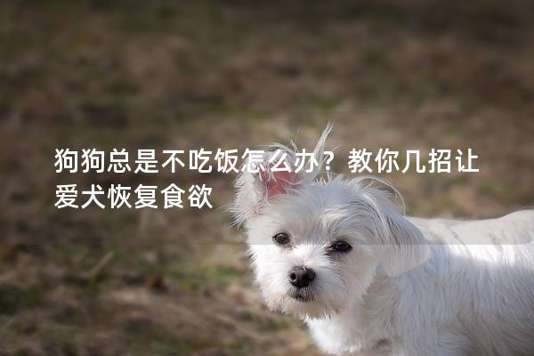 狗狗總是不吃飯怎么辦？教你幾招讓愛犬恢復食欲