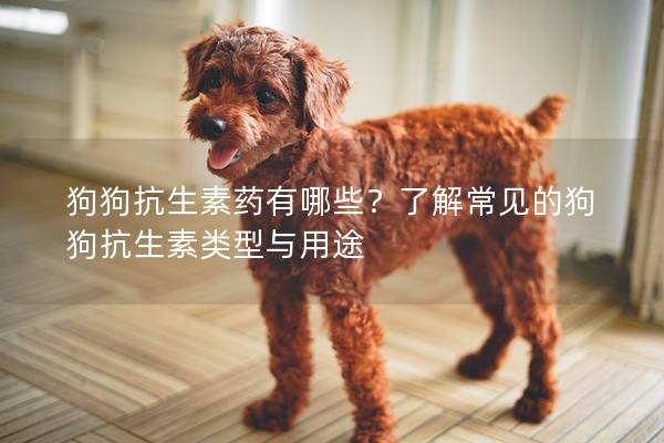 狗狗抗生素藥有哪些？了解常見的狗狗抗生素類型與用途