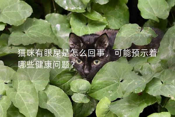 貓咪有眼屎是怎么回事，可能預示著哪些健康問題？