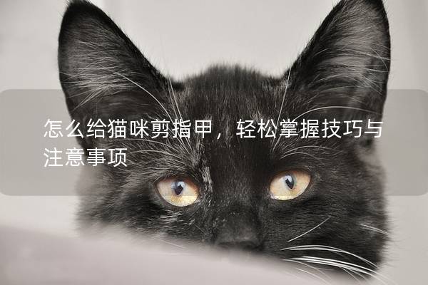怎么給貓咪剪指甲，輕松掌握技巧與注意事項