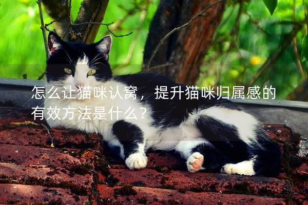 怎么讓貓咪認窩，提升貓咪歸屬感的有效方法是什么？