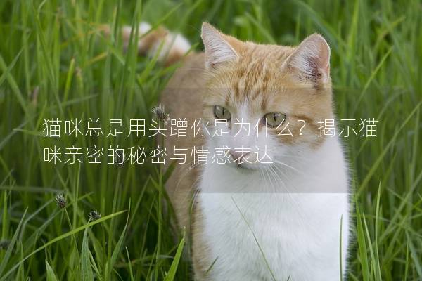 貓咪總是用頭蹭你是為什么？揭示貓咪親密的秘密與情感表達