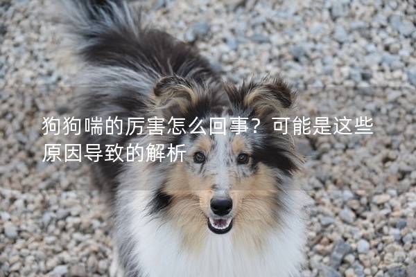 狗狗喘的厲害怎么回事？可能是這些原因導致的解析