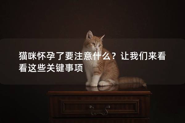 貓咪懷孕了要注意什么？讓我們來看看這些關(guān)鍵事項