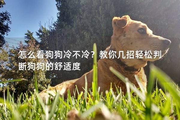 怎么看狗狗冷不冷？教你幾招輕松判斷狗狗的舒適度