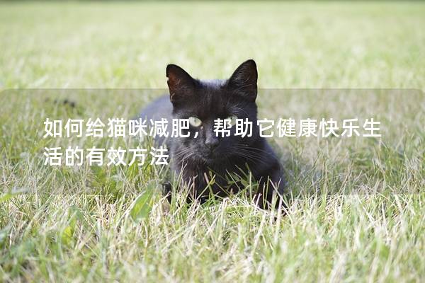 如何給貓咪減肥，幫助它健康快樂(lè)生活的有效方法