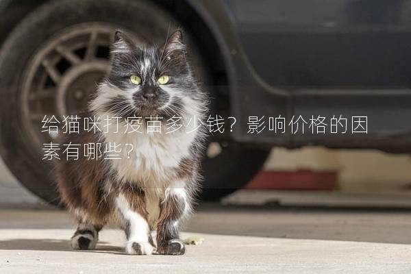 給貓咪打疫苗多少錢？影響價格的因素有哪些？