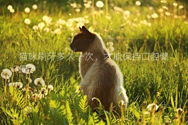 貓咪刷牙多久一次，才能保持口腔健康？