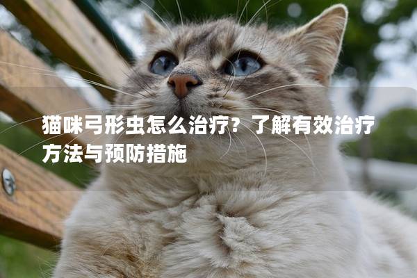 貓咪弓形蟲怎么治療？了解有效治療方法與預(yù)防措施