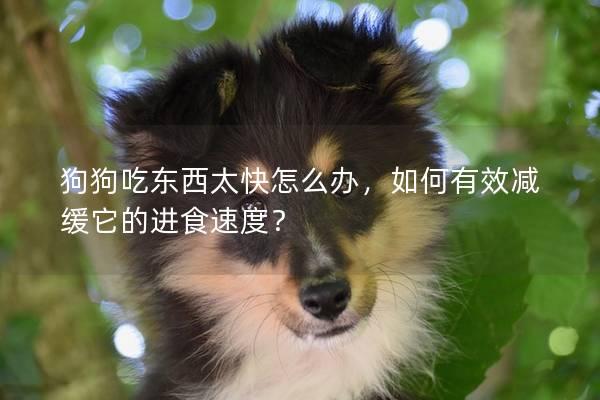 狗狗吃東西太快怎么辦，如何有效減緩它的進食速度？