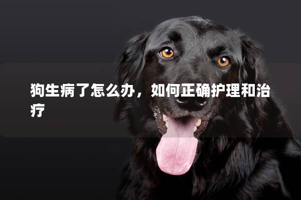 狗生病了怎么辦,如何正確護(hù)理和治療 狗生病了怎么辦,如何正確護(hù)理和治療