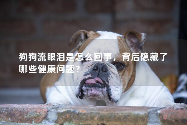 狗狗流眼淚是怎么回事，背后隱藏了哪些健康問題？