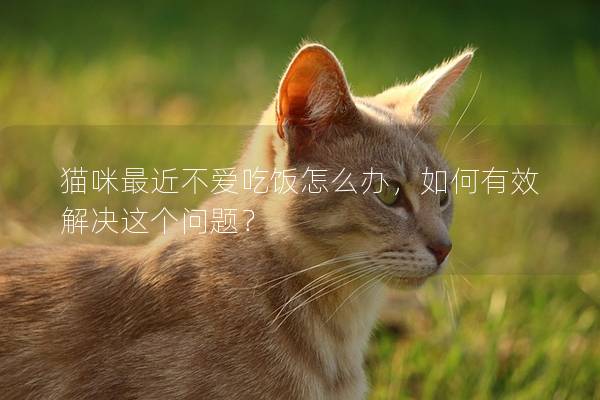 貓咪最近不愛吃飯怎么辦，如何有效解決這個問題？