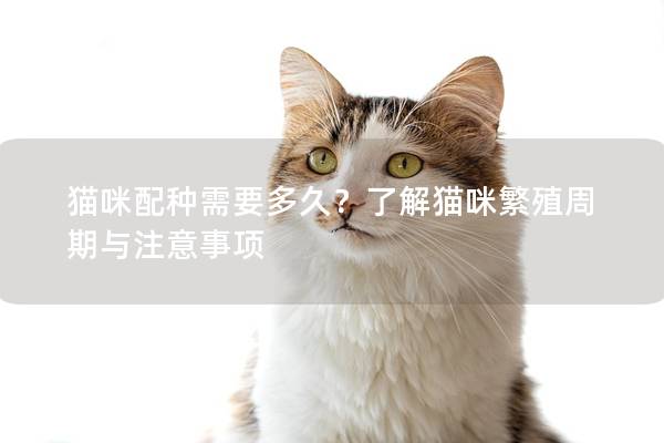 貓咪配種需要多久？了解貓咪繁殖周期與注意事項