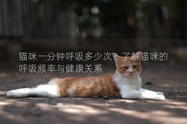 貓咪一分鐘呼吸多少次？了解貓咪的呼吸頻率與健康關系