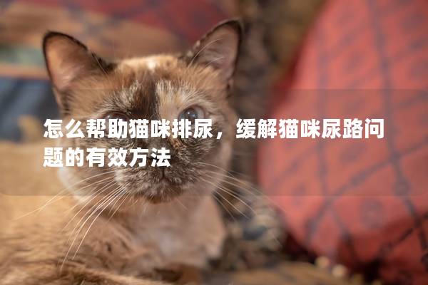 怎么幫助貓咪排尿，緩解貓咪尿路問(wèn)題的有效方法
