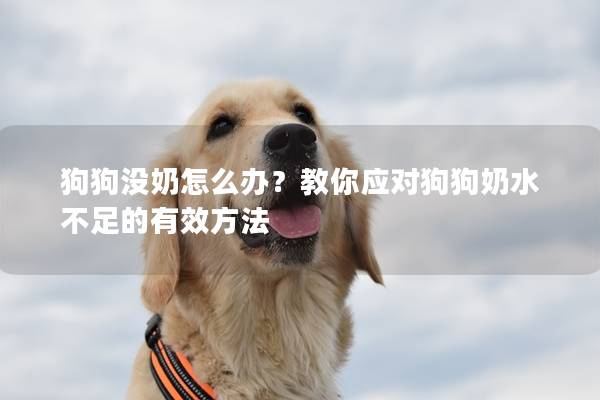 狗狗沒奶怎么辦？教你應(yīng)對(duì)狗狗奶水不足的有效方法