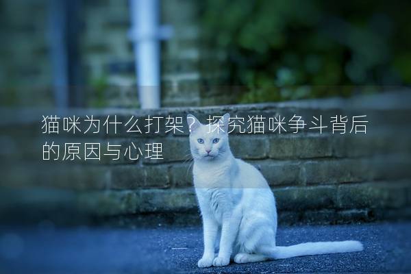 貓咪為什么打架？探究貓咪爭(zhēng)斗背后的原因與心理