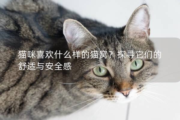 貓咪喜歡什么樣的貓窩？探尋它們的舒適與安全感
