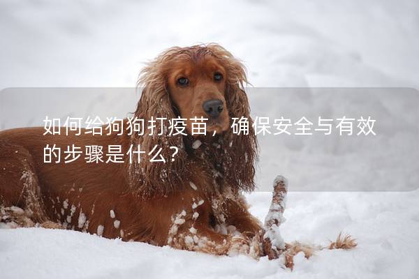 如何給狗狗打疫苗，確保安全與有效的步驟是什么？