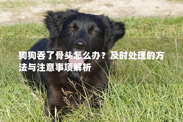狗狗吞了骨頭怎么辦？及時(shí)處理的方法與注意事項(xiàng)解析