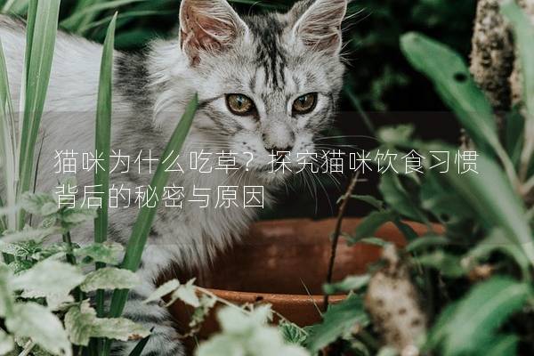 貓咪為什么吃草？探究貓咪飲食習慣背后的秘密與原因