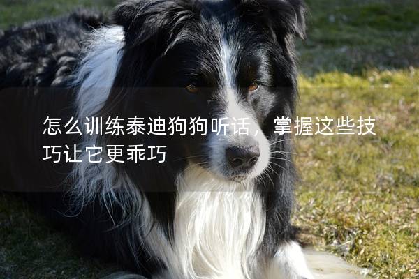 怎么訓練泰迪狗狗聽話，掌握這些技巧讓它更乖巧
