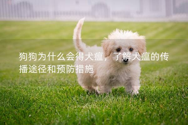狗狗為什么會得犬瘟，了解犬瘟的傳播途徑和預(yù)防措施