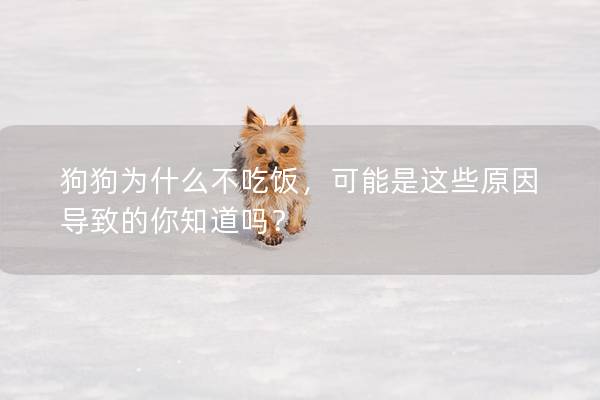 狗狗為什么不吃飯，可能是這些原因導致的你知道嗎？