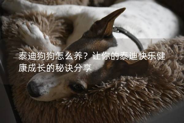 泰迪狗狗怎么養(yǎng)？讓你的泰迪快樂健康成長的秘訣分享