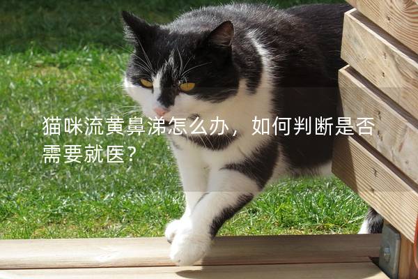 貓咪流黃鼻涕怎么辦，如何判斷是否需要就醫？