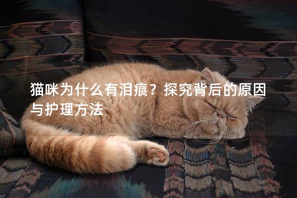 貓咪為什么有淚痕？探究背后的原因與護理方法