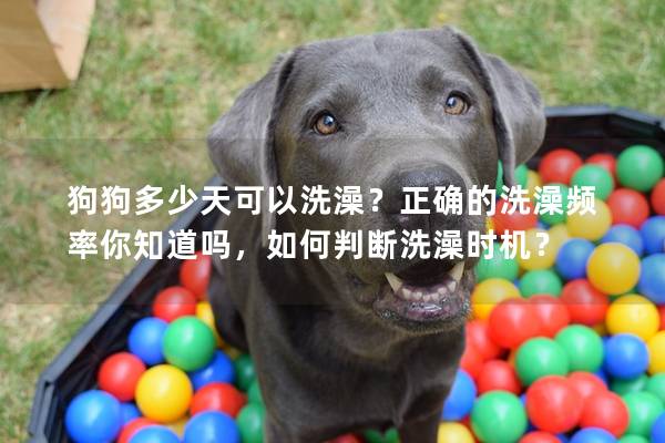 狗狗多少天可以洗澡?正確的洗澡頻率你知道嗎,如何判斷洗澡時機? 狗狗多少天可以洗澡?正確的洗澡頻率你知道嗎,如何判斷洗澡時機?
