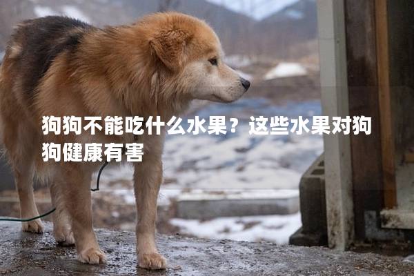 狗狗不能吃什么水果？這些水果對(duì)狗狗健康有害