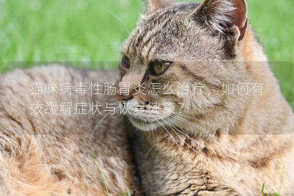 貓咪病毒性腸胃炎怎么治療，如何有效緩解癥狀與恢復健康？
