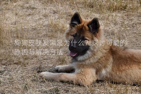 狗狗皮膚發黑是為什么？探討可能的原因與解決方法