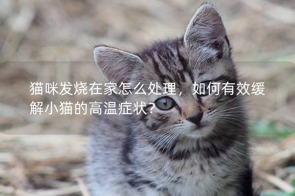 貓咪發燒在家怎么處理，如何有效緩解小貓的高溫癥狀？