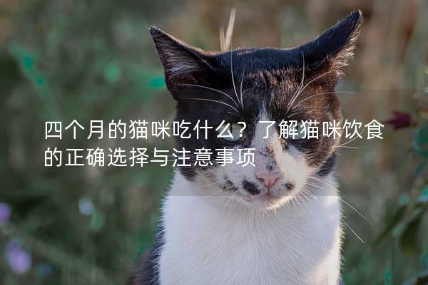 四個月的貓咪吃什么？了解貓咪飲食的正確選擇與注意事項