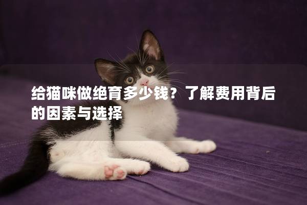 給貓咪做絕育多少錢？了解費用背后的因素與選擇